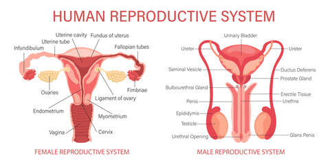 The human reproductive system. Anatomy of the internal organs of a woman and a man. Infographic banner, diagrams, vector - obrazy, fototapety, plakaty