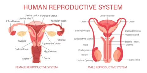 Fotobehang The human reproductive system. Anatomy of the internal organs of a woman and a man. Infographic banner, diagrams, vector © Tatiana