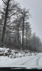 winter landscape with trees and snow