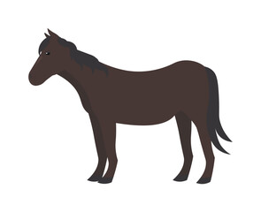 Horse domestic animal, vector illustration Standing. Side view. Flat illustration. farming, agricultural species 