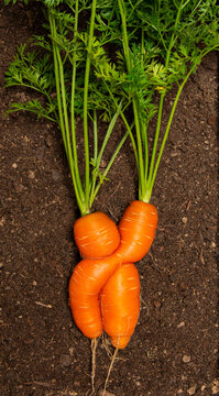 two carrots in love funny picture from the garden