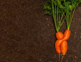 two carrots in love funny picture from the garden