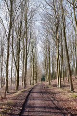 A path between leafless trees in an autumn forest. Landscape of an open dirt road or hiking trail with tall tree branches at the end of fall season. Mysterious path in nature for adventure walks