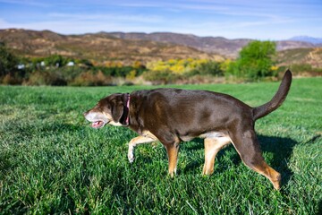 Brown dog walking in a lush grassy field