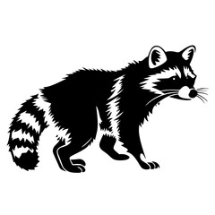 raccoon vector