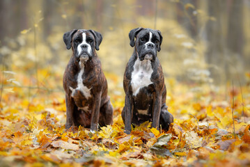 Brindle Boxers sitting in the autumn forest, around yellow maple leaves, orange and red colors of nature, blurry background 