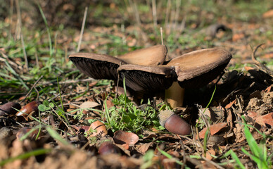 Primer plano de Agaricus campestris en estado maduro y quemado por el aire y el sol