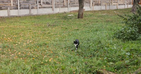 crow on the grass