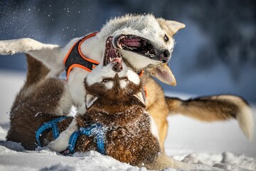 Husky dogs fighting and playing in the snow © Wirestock