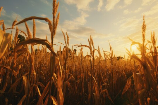 Dry corn field in the sunset day ready to harvast.
