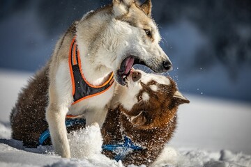 Husky dogs fighting and playing in the snow - obrazy, fototapety, plakaty