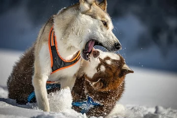 Foto op Canvas Husky dogs fighting and playing in the snow © Wirestock