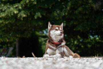 Siberian Husky dog sitting on the ground outdoors
