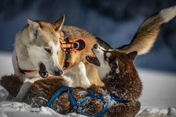 Husky dogs fighting and playing in the snow