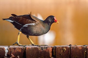 bird on the wall