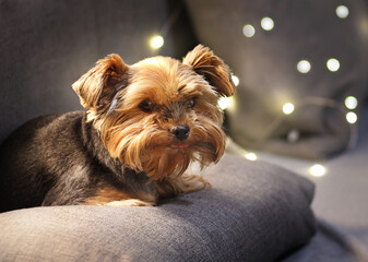 Cute yorkshire terrier is at home.