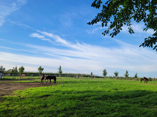 Hodowla koni w Belgii, krajobraz naturalny. - 672398523