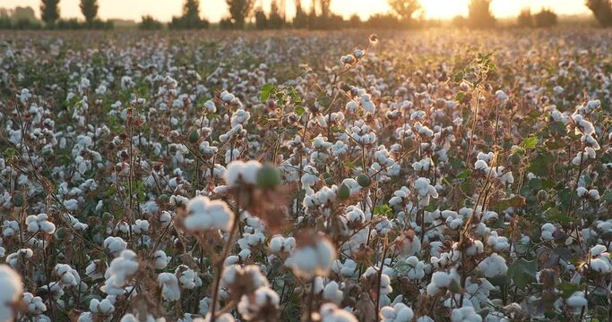 Blooming cotton field in sunset rays. Cotton harvest. Ready to harvest cotton bushes. Agriculture