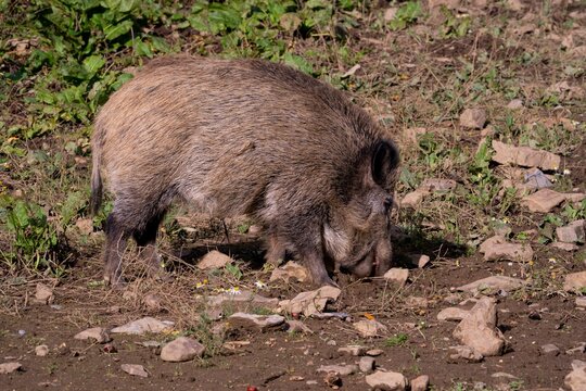 Wild Boar is looking for food