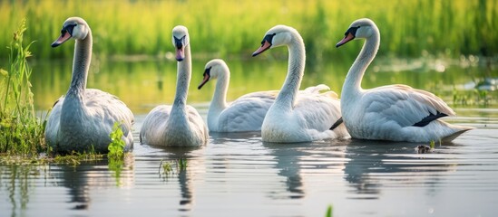 Naklejka premium A cluster of magnificent gray swans grace the lakeside perching with their backs against the ground gently flapping their wings The gathering of these untamed gray swans glides gracefully ac