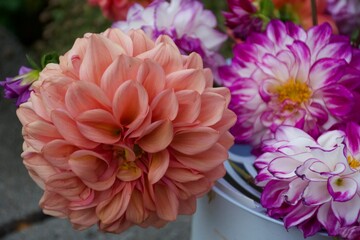 pink blooming dahlia flowers outside