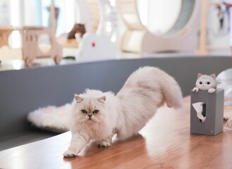 Adorable fluffy white cat stretching on a table of a cat cafe