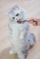 Vertical shot of an adorable white gray cat eating from a hand holding a spoon
