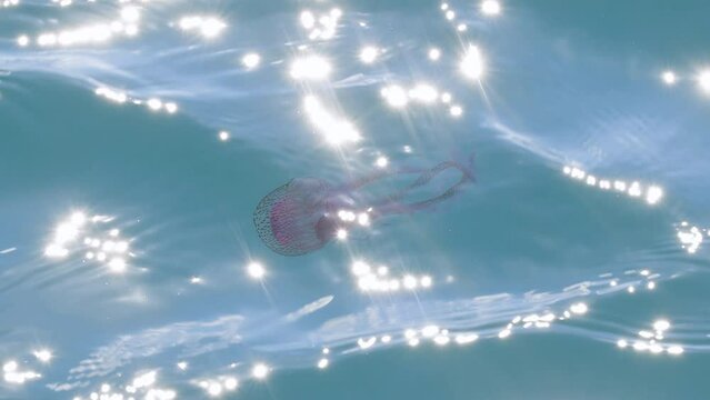 The Mauve Stinger Pelagia Noctiluca Jellyfish from the family Pelagiidae genus Pelagia. Glittering on Water Surface.