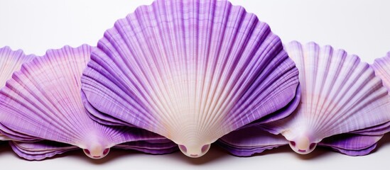 A white backdrop showcases a purple seashell with scalloped edges