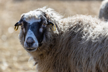 The sheep peacefully graze in the pen. A lot of beautiful lambs. The rays of the sun illuminate the...
