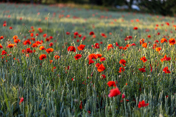 Beautiful red poppies at sunset. Field with blooming poppies. Green stems and red flowers. Beautiful field with poppies at sunset. The rays of the sun illuminate the blooming, red poppies.