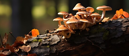 Autumn s tree is adorned with mushrooms on its trunk