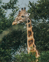 Giraffe in Ugandan savanna, grazing among acacia trees