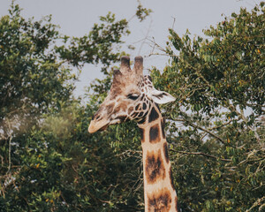 Giraffe in Ugandan savanna, grazing among acacia trees
