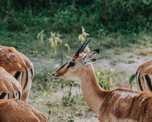 Young Impalas in Mburo National Park, Uganda
