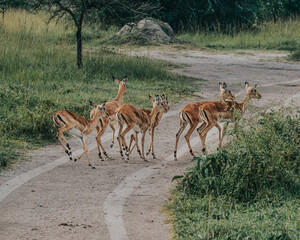 Herd of Impalas in Mburo National Park, Uganda