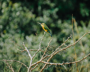 Vibrant Little Bee-Eater on a thorny branch.