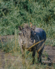 Mud-caked warthog with oxpecker buddy in Ugandan grasslands