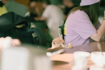 Cute ginger cat sitting at a table with its owner and playing with a piece of bread