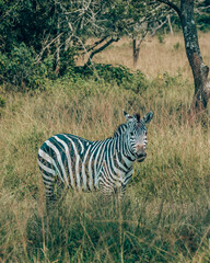 Plain Zebra in Mburo National Park in Uganda 