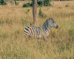 Obraz premium Plain Zebra in Mburo National Park in Uganda 