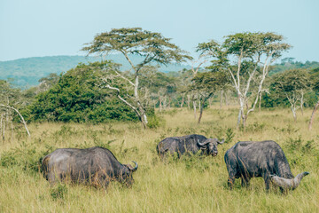 Naklejka na ściany i meble Water buffalo in lush Ugandan grassland