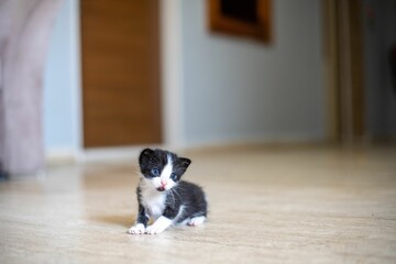 Cute black and white kitten with striking blue eyes sitting on the floor