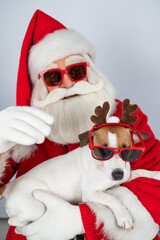 Portrait of santa claus in sunglasses and dog jack russell terrier in rudolf reindeer ears on a white background. 