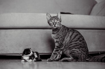 Greyscale of a mom tabby cat sitting beside its kitten