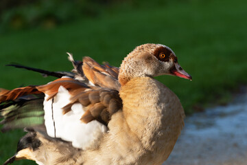 An adult Egyptian goose (Alopochen aegyptiaca) shakes off water after swimming