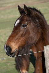 Horse behind a barbed wire fence, its nose reaching out tentatively to explore its environment