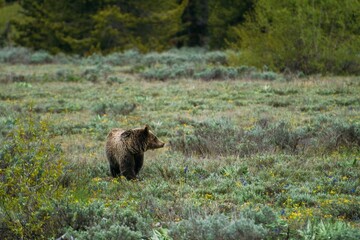 Large brown bear ambling through a meadow of lush green grass and wildflowers