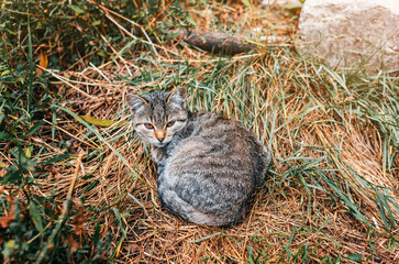 Gray kitten lies on the grass. Cute pets. Funny screen saver with a kitten.