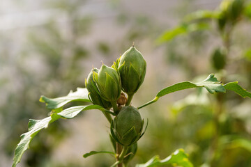 Hibiscus syriacus in autumn. Close-up of a bunch of mallow seed buds on a branch.